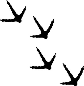 Basic turkey tracks