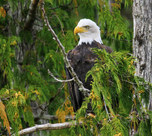 American Eagle not Golden Eagle