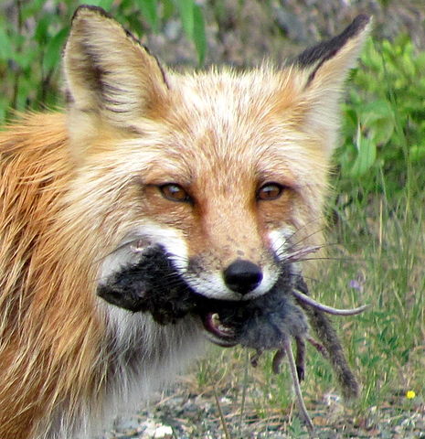 Red Fox with prey
