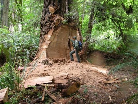 Timber Poachers of Redwood Forests