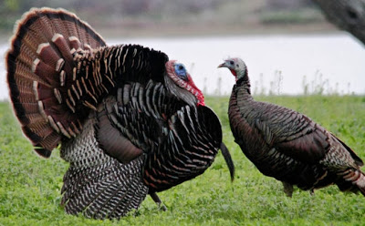Male and Female turkeys