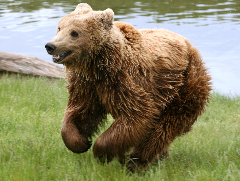 Brown Bear Running